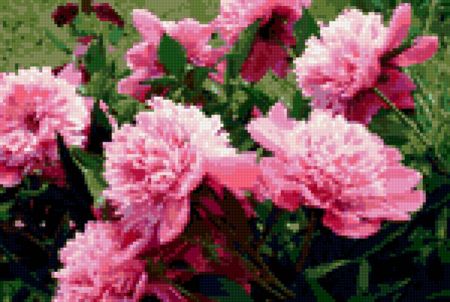 Пионы - цветы, розовый, пионы - предпросмотр