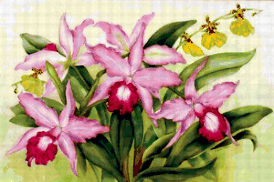 ОРХИДЕЯ - цветы, орхидея, букет - предпросмотр