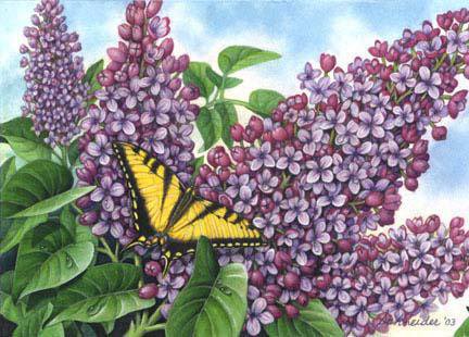 №260136 - картина, сирень, бабочка, цветы - оригинал