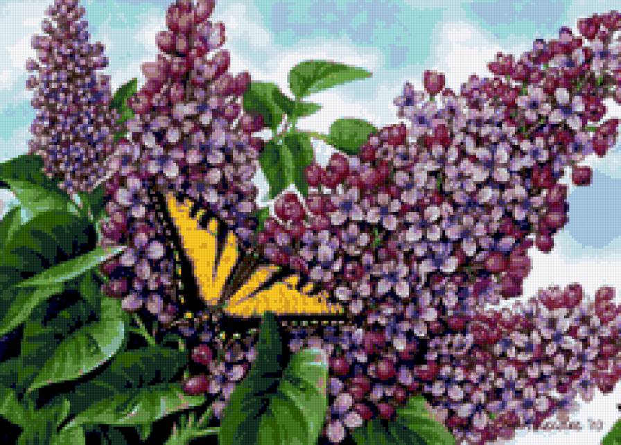 №260136 - бабочка, цветы, картина, сирень - предпросмотр