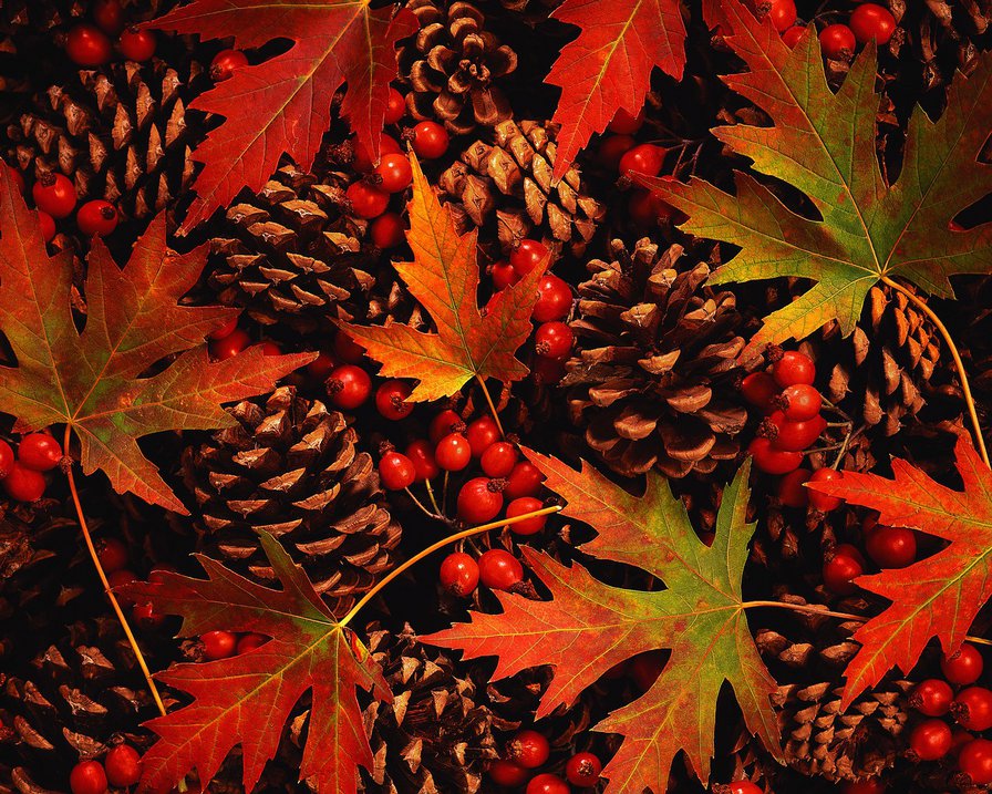 Осень - осень, природа, листья - оригинал