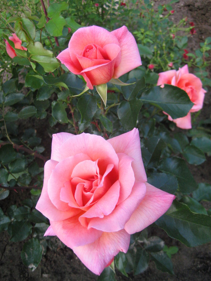 собственное фото розы - розы цветы - оригинал