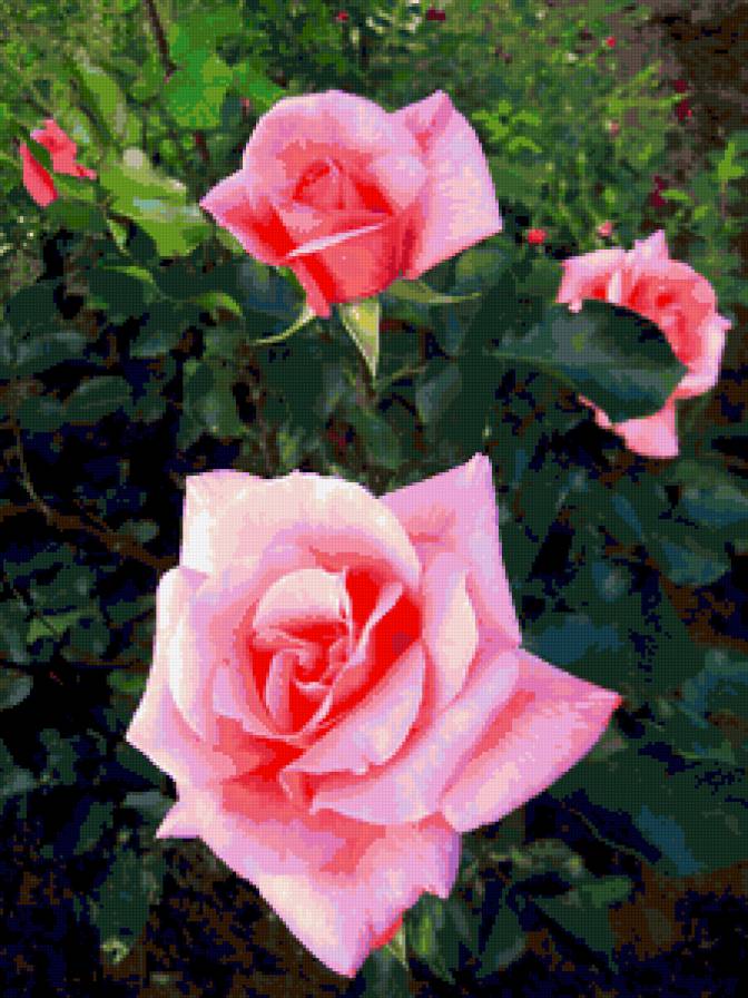собственное фото розы - розы цветы - предпросмотр