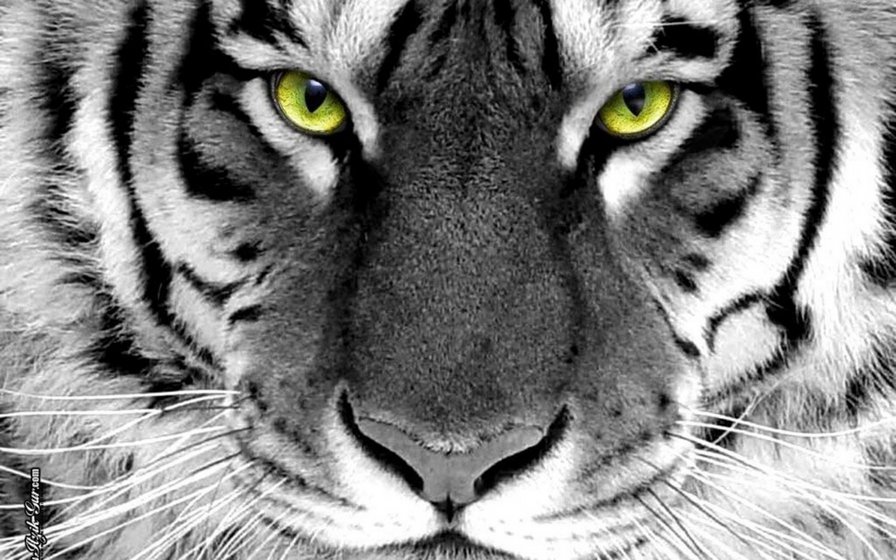 белая тигрица - животные - оригинал