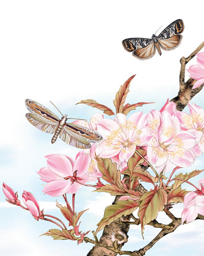 цветы - бабочки, природа, насекомые, весна, растения - оригинал