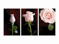 Оригинал схемы вышивки «триптих розы» (№261323)
