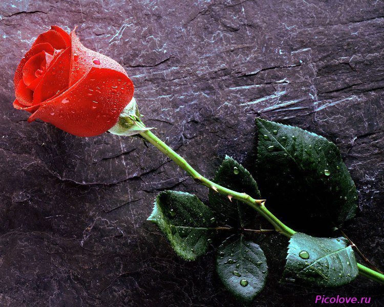 Роза на камне - цветы, розы - оригинал