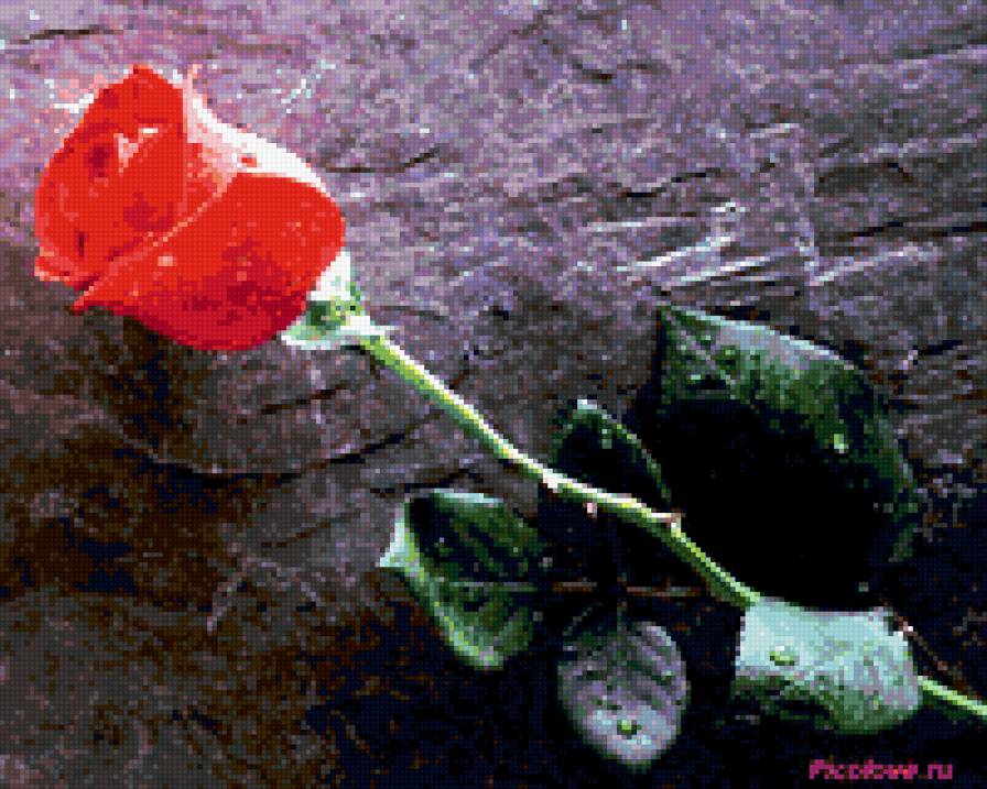 Роза на камне - цветы, розы - предпросмотр