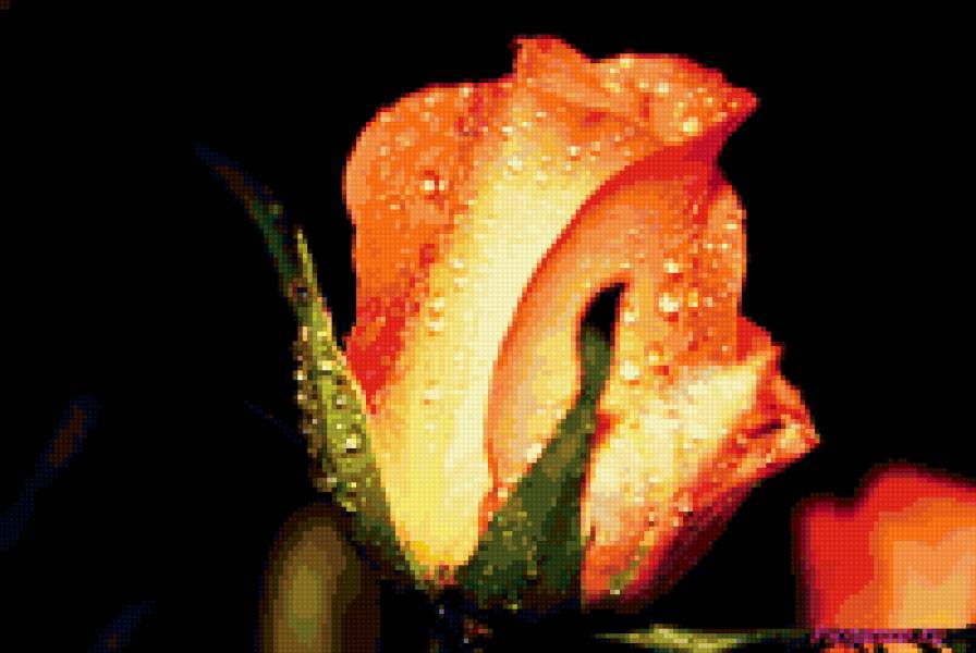 Оранжевая роза - цветы, розы - предпросмотр