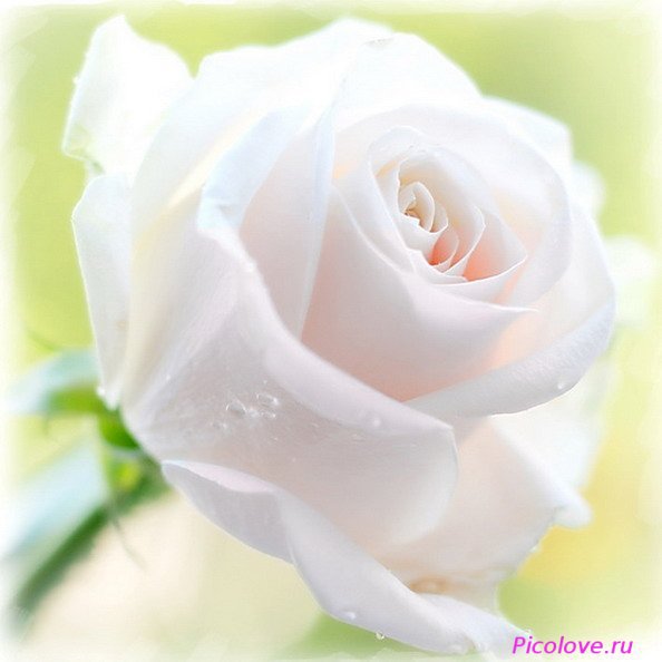 Белая роза - розы, цветы - оригинал