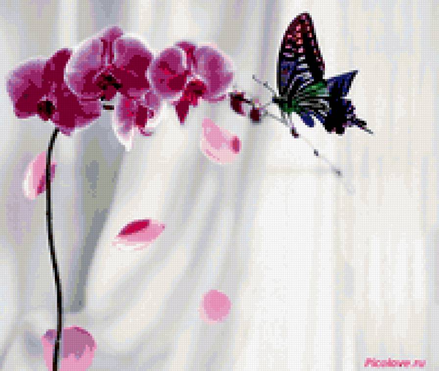 Орхидея и бабочка - цветы, орхидея - предпросмотр