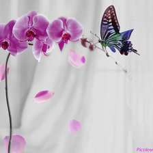 Оригинал схемы вышивки «Орхидея и бабочка» (№261687)