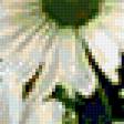 Предпросмотр схемы вышивки «Хризантемы» (№261860)