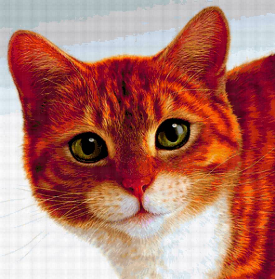Кошачий Взгляд - коша, красивая, рыжая, взгляд - предпросмотр