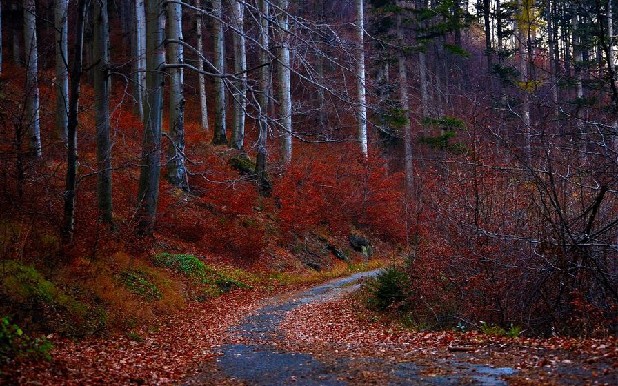 Красная Дорога - деревя, листья, пейзаж - оригинал