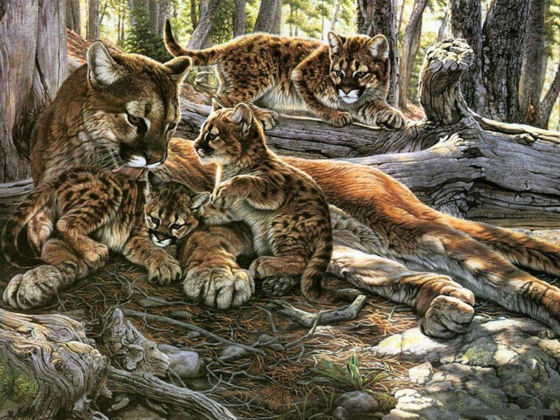 №262038 - леопарды, семья, кошки - оригинал