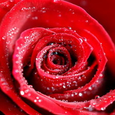 Схема вышивки «красная роза»