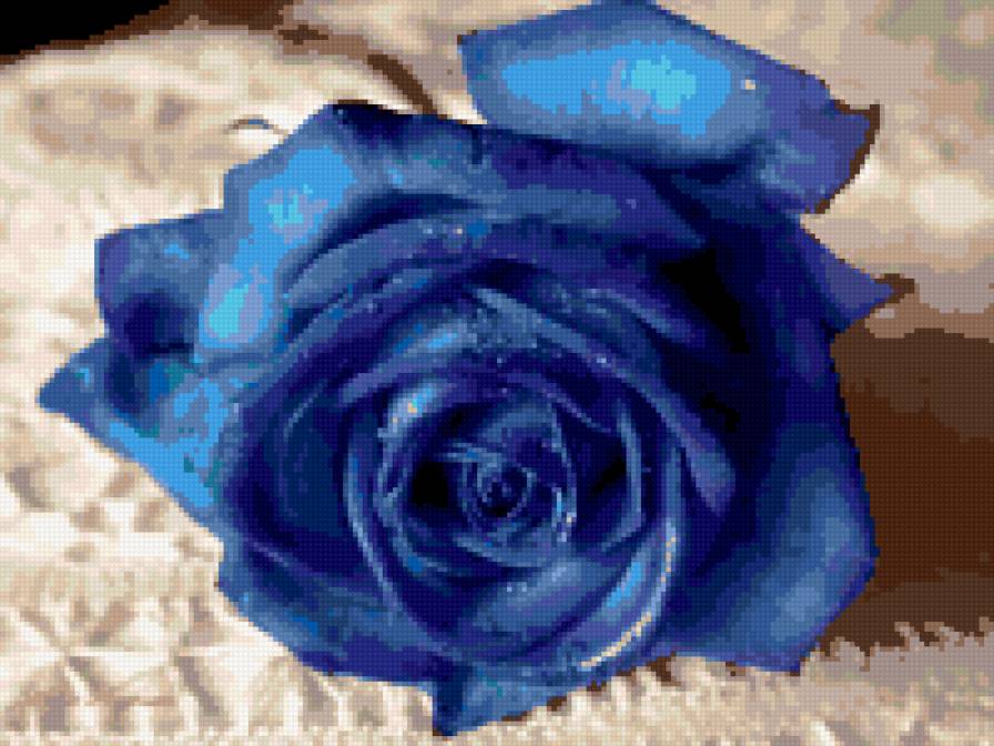 синяя роза - цветы - предпросмотр