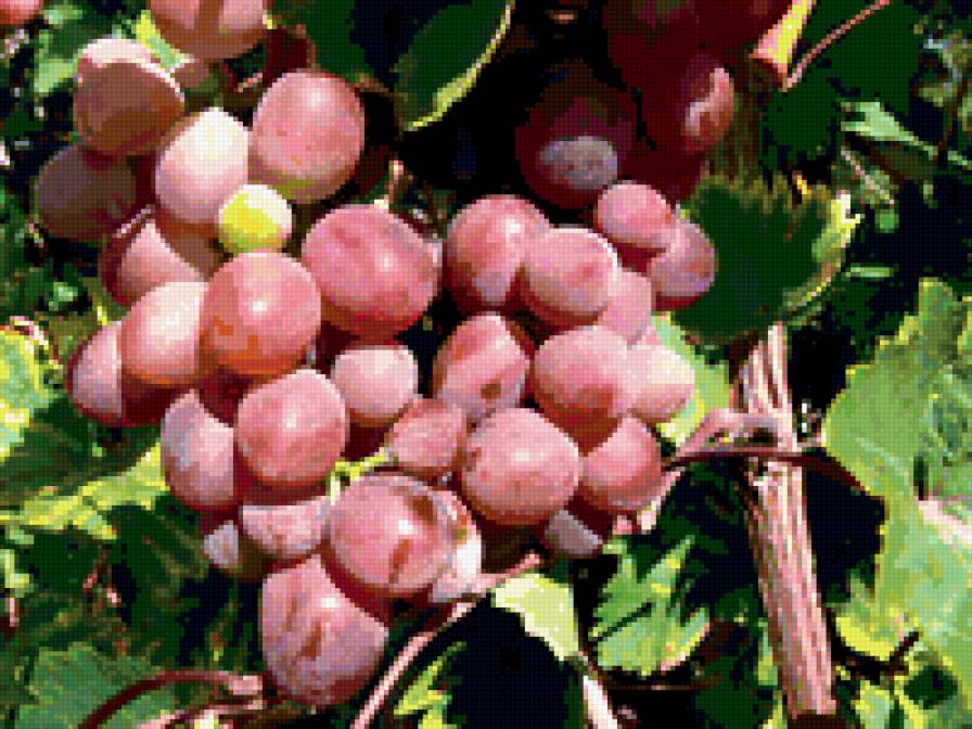 виноград - природа - предпросмотр