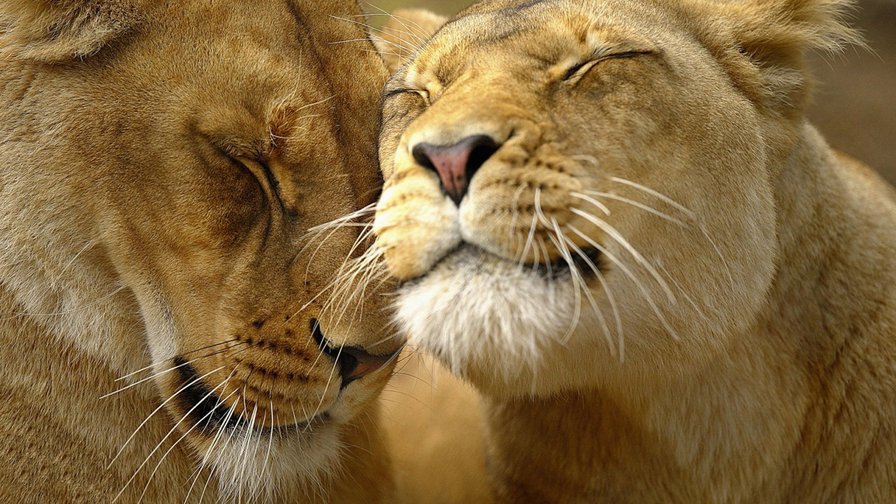 Львы - нежность, животные, любовь, львица, лев - оригинал