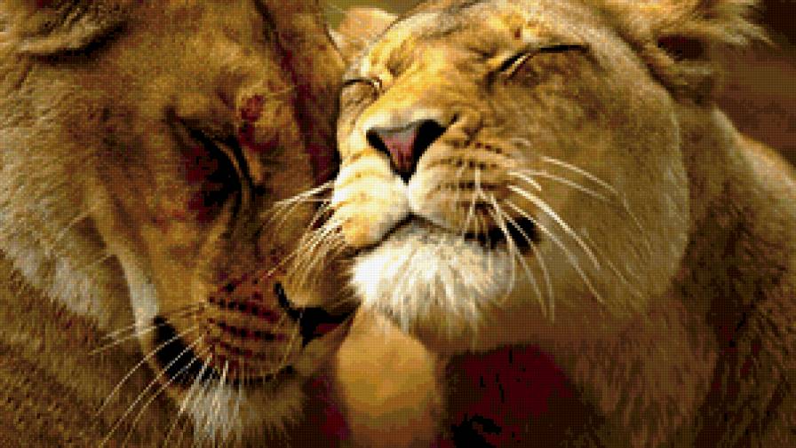 Львы - лев, львица, животные, нежность, любовь - предпросмотр