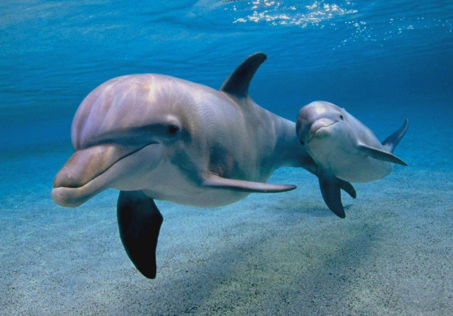 Мать и малыш - крапсота, море, волны, дельфины, любовь, пейзаж - оригинал
