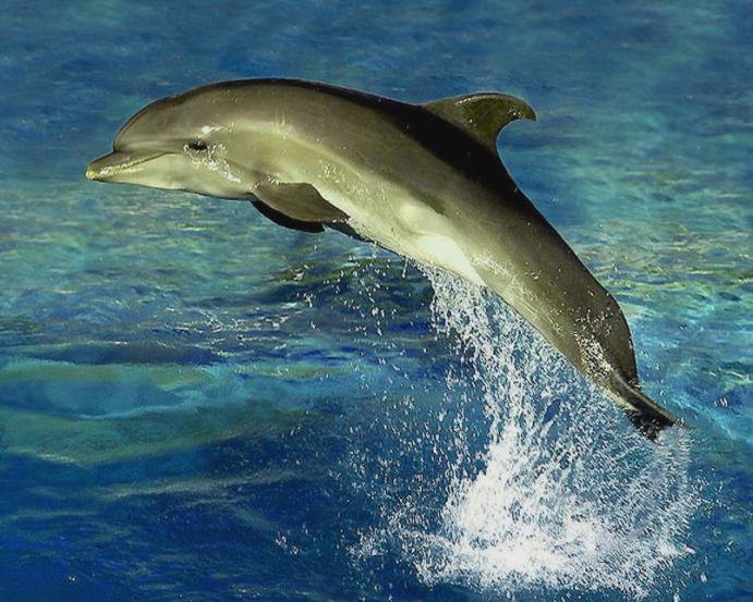 Красавчик - море, дельфины, волны, синево - оригинал