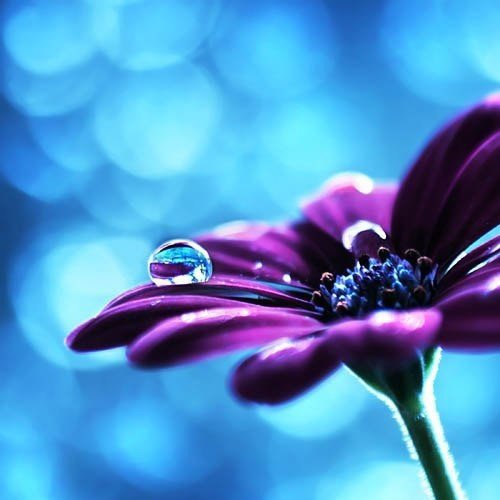 цветок - капли воды на цветке, цветок - оригинал