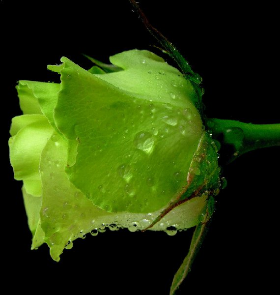 Зеленая роза в капельках дождя. - цветы - оригинал