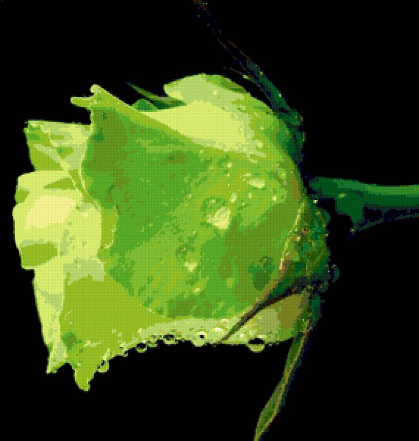 Зеленая роза в капельках дождя. - цветы - предпросмотр