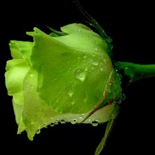 Оригинал схемы вышивки «Зеленая роза в капельках дождя.» (№263480)