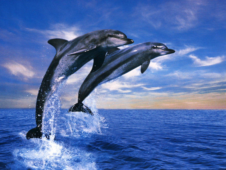 Дельфины - небо, дельфин, море - оригинал