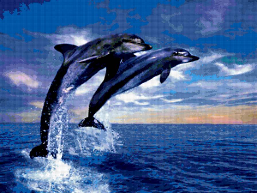 Дельфины - дельфин, небо, море - предпросмотр