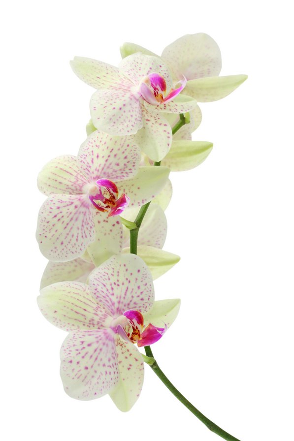 Орхидея - орхидея, цветы, цветок - оригинал