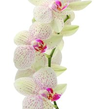 Оригинал схемы вышивки «Орхидея» (№263562)