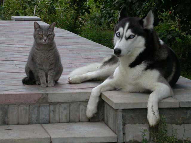 Дружба - кот, животные, собака - оригинал