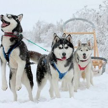 Схема вышивки «Упряжка»