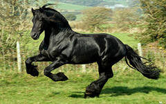 чёрная лошадь - оригинал