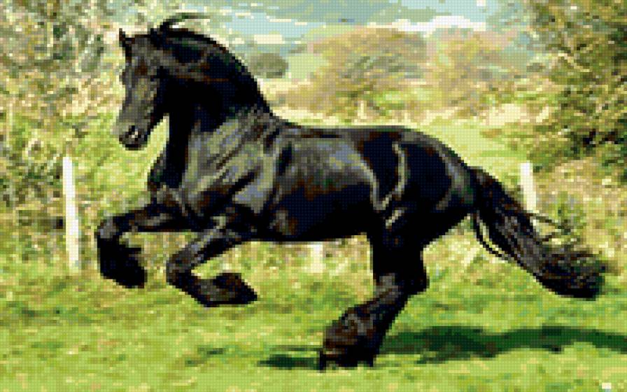 чёрная лошадь - предпросмотр