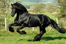 Оригинал схемы вышивки «чёрная лошадь» (№264190)