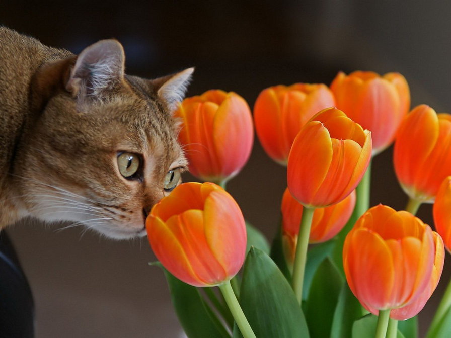 кот - цветы, кот - оригинал