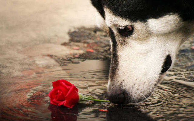 Хаски - любовь, хаски, собака, роза - оригинал