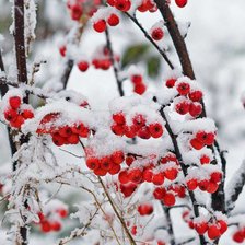 Схема вышивки «рябина»