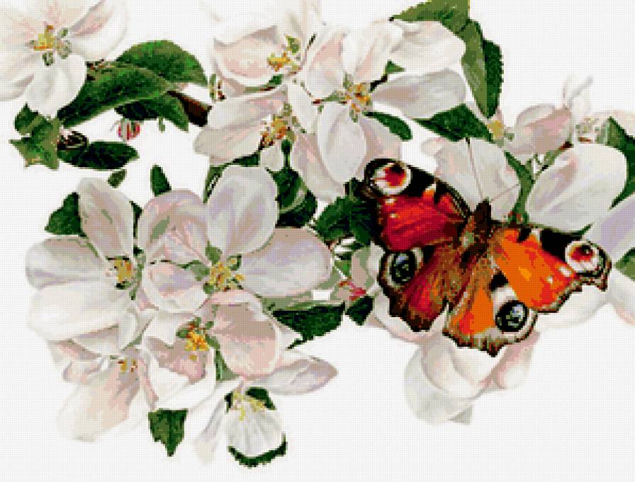 бабочка на цветах - предпросмотр