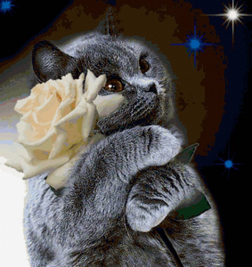 Британец загадает желание - котенок, домашние животные, белая роза, кошка, цветок для тебя - предпросмотр