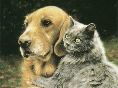 Необычные друзья - кошки, дружба, собаки - оригинал