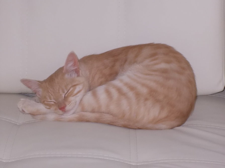 Спящий котейка - рыжие, кот, животные - оригинал