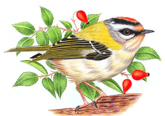Серия "Птицы" - птицы, ягоды - оригинал