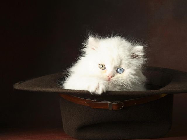 Котик в шляпе - кот - оригинал