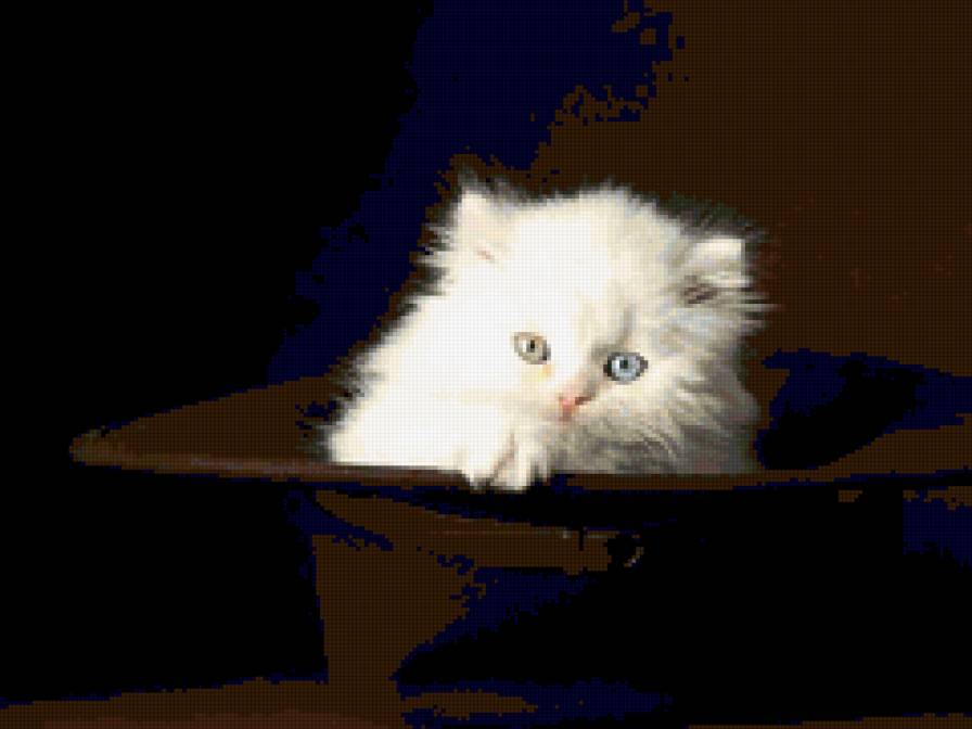 Котик в шляпе - кот - предпросмотр